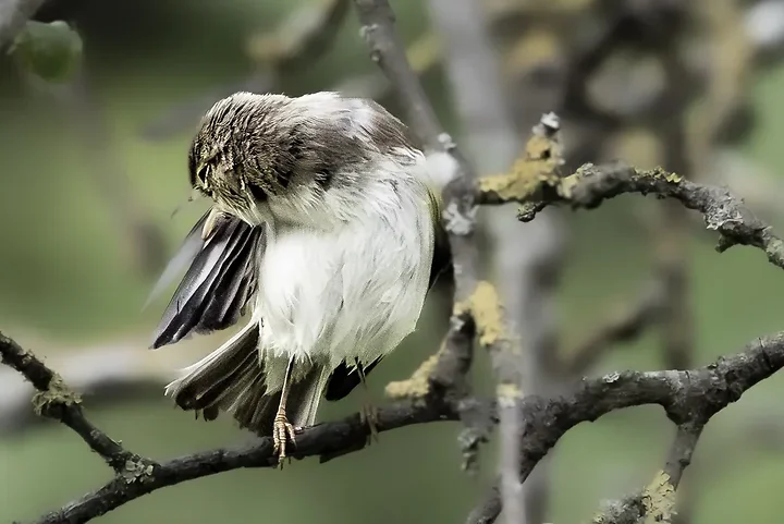 Pouillot bonelli - Photo n°9