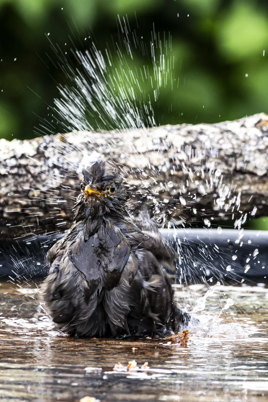 Mon premier oiseau &agrave; la drink - Photo n°5