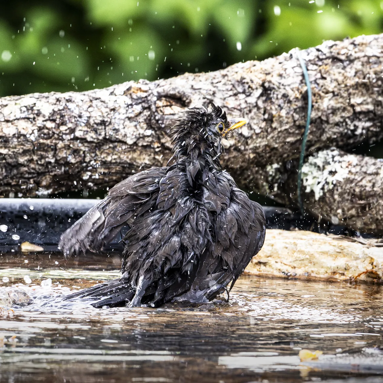 Mon premier oiseau &agrave; la drink - Photo n°12
