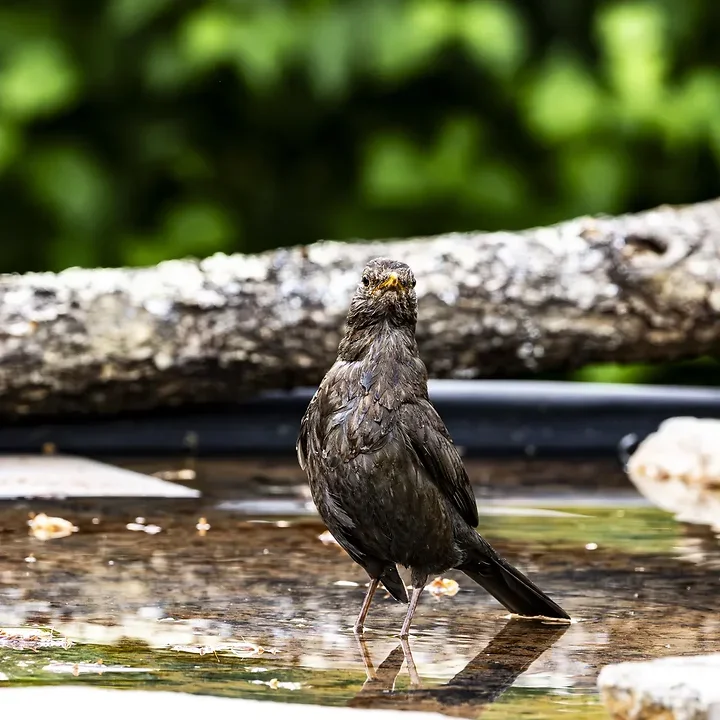 Mon premier oiseau &agrave; la drink - Photo n°1