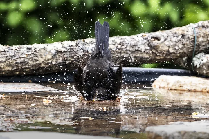 Mon premier oiseau &agrave; la drink - Photo n°3