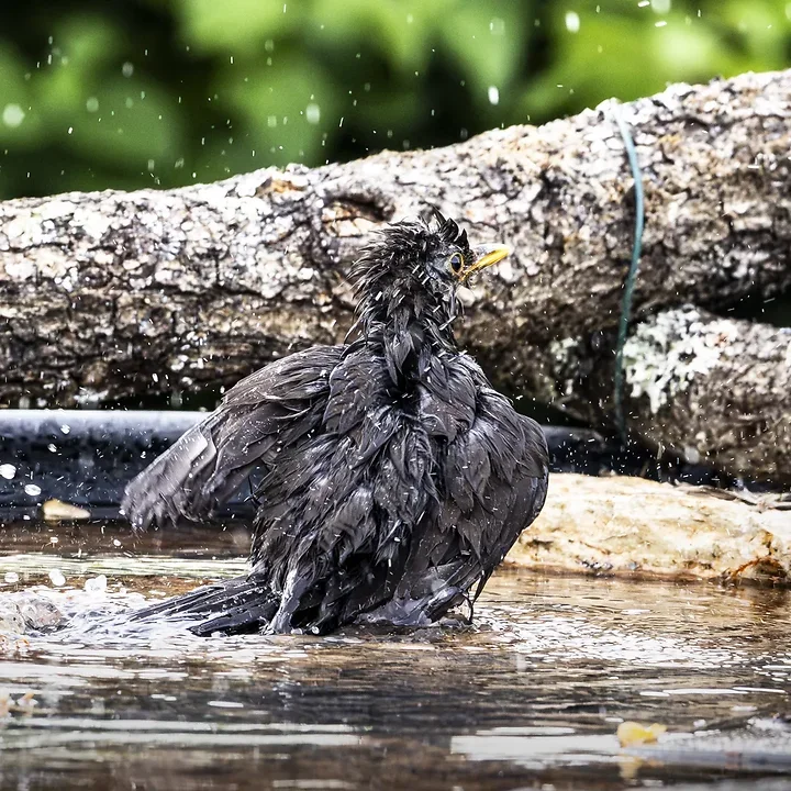 Mon premier oiseau &agrave; la drink - Photo n°11