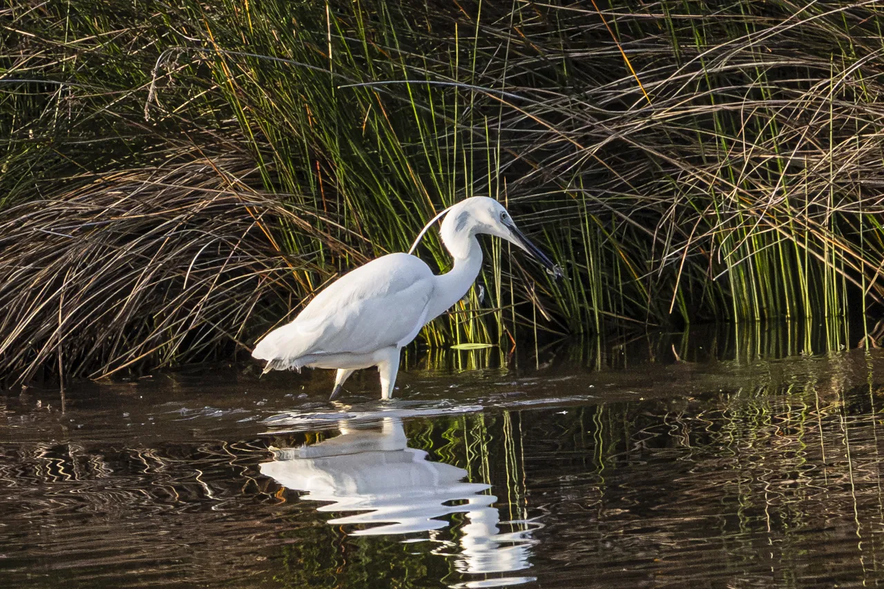 Reserve Ornithologique du Teich et alentours - Photo n°1