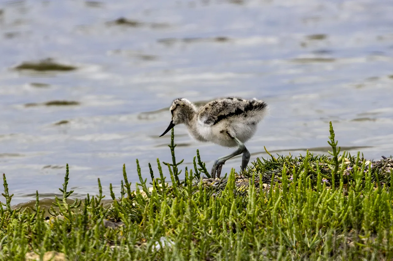 Reserve Ornithologique du Teich et alentours - Photo n°4