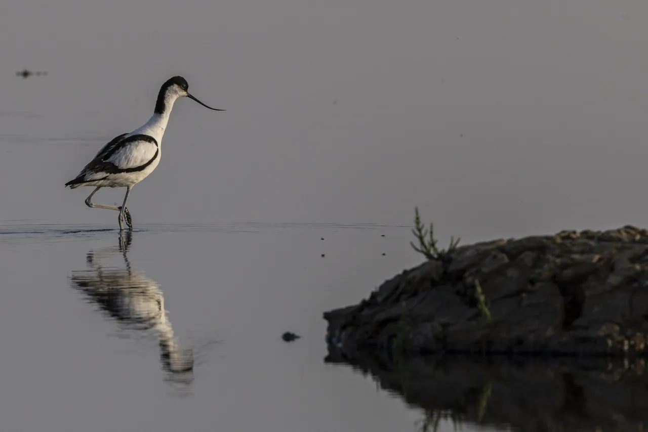 Reserve Ornithologique du Teich et alentours - Photo n°6