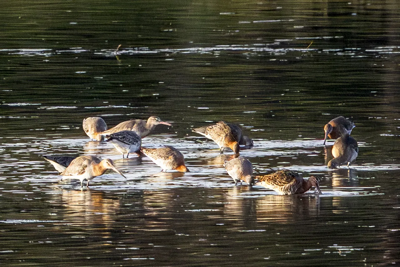 Reserve Ornithologique du Teich et alentours - Photo n°9