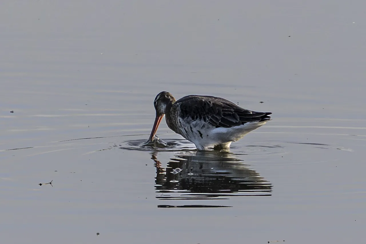 Reserve Ornithologique du Teich et alentours - Photo n°10