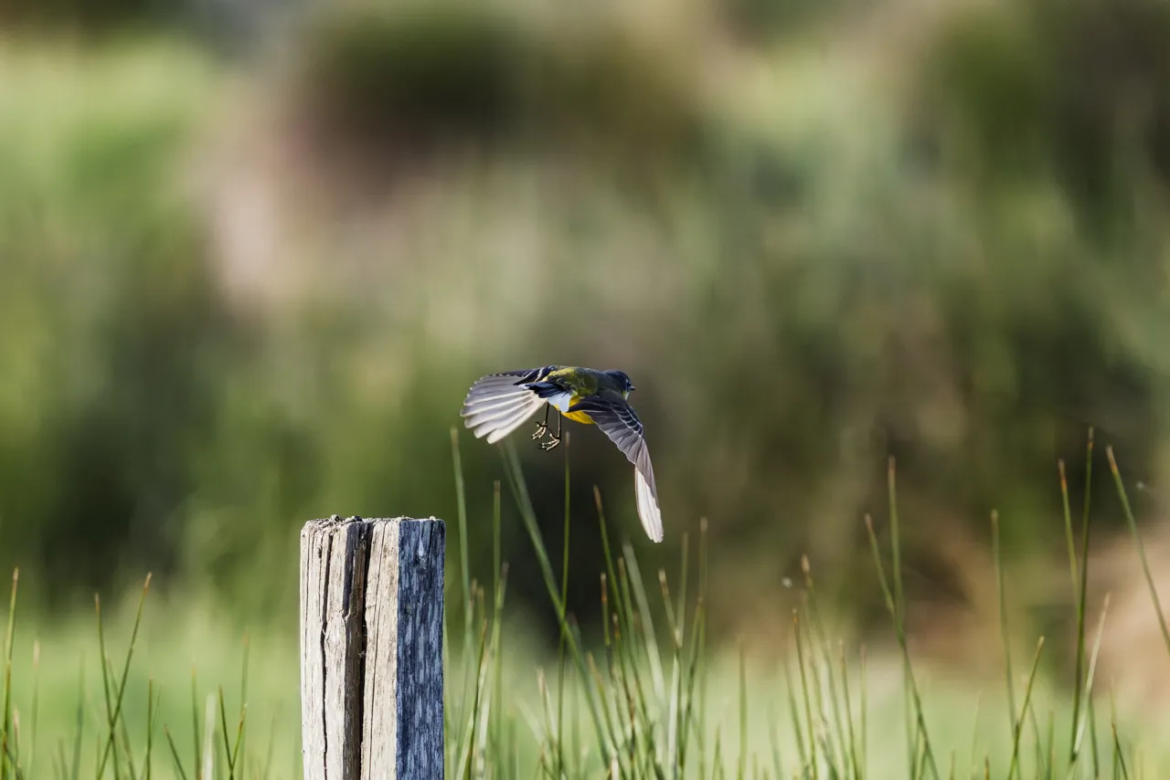 Reserve Ornithologique du Teich et alentours - Photo n°11