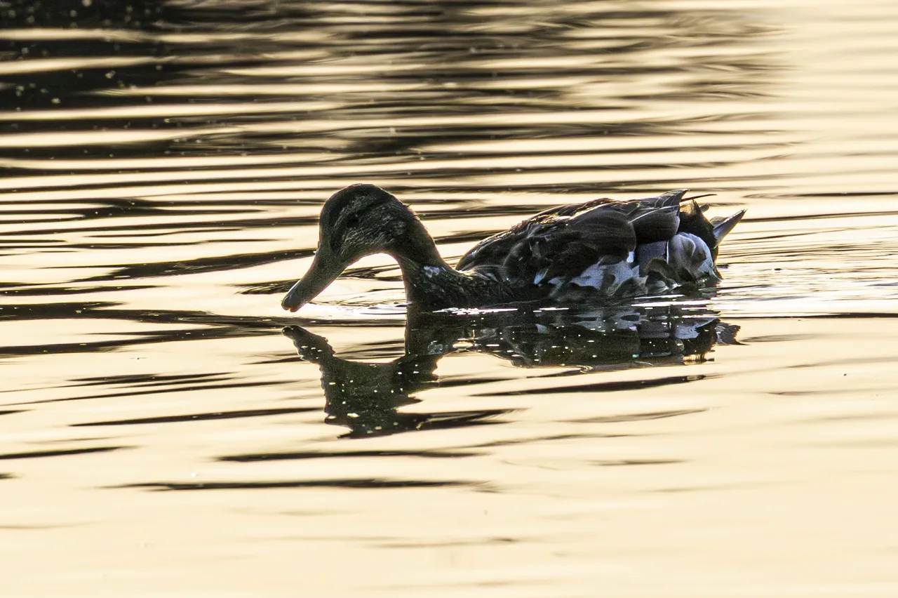 Reserve Ornithologique du Teich et alentours - Photo n°14