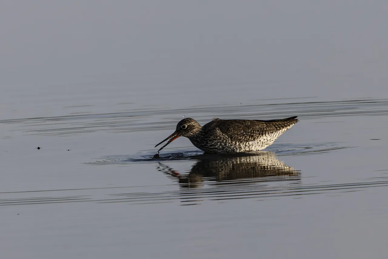 Reserve Ornithologique du Teich et alentours - Photo n°15