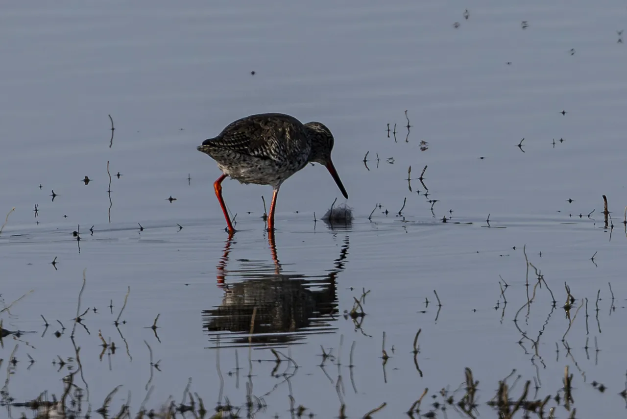 Reserve Ornithologique du Teich et alentours - Photo n°16