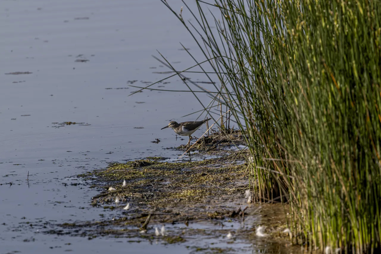 Reserve Ornithologique du Teich et alentours - Photo n°17
