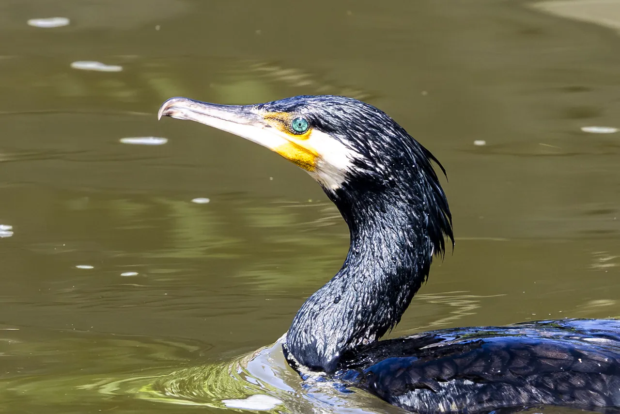 Reserve Ornithologique du Teich et alentours - Photo n°18