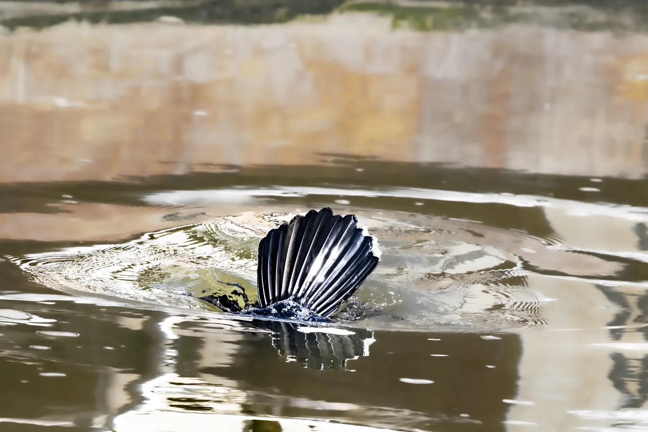 Reserve Ornithologique du Teich et alentours - Photo n°19