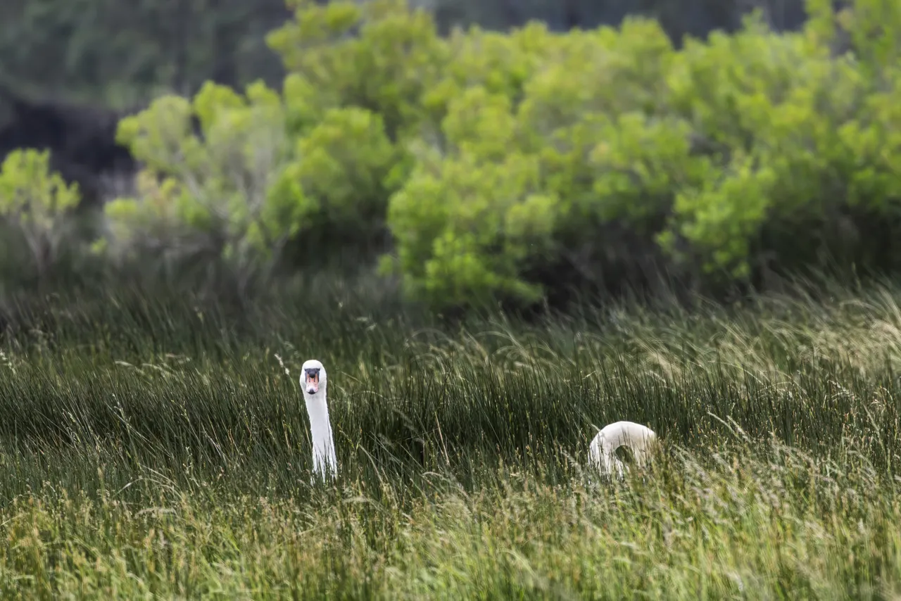 Reserve Ornithologique du Teich et alentours - Photo n°21