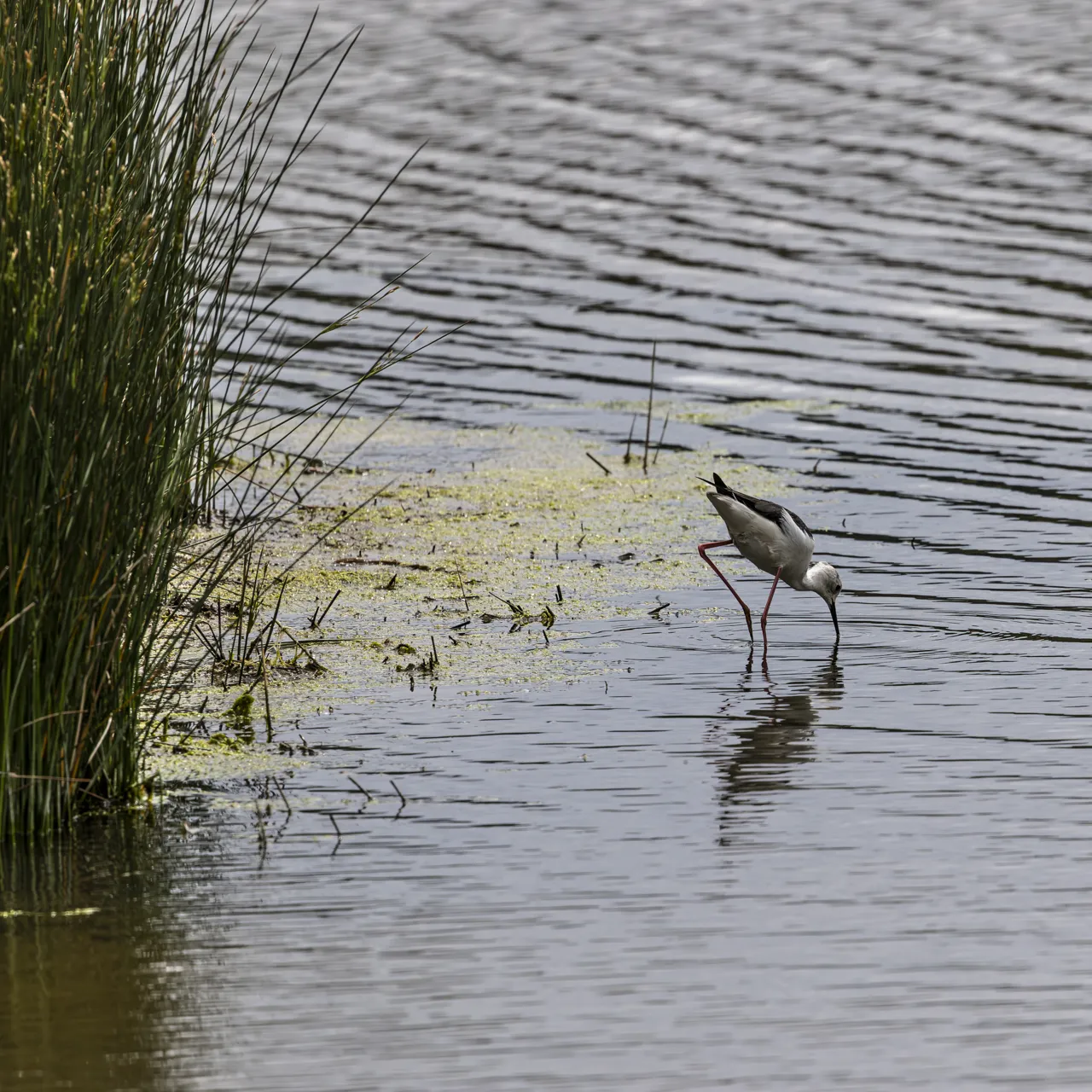 Reserve Ornithologique du Teich et alentours - Photo n°23