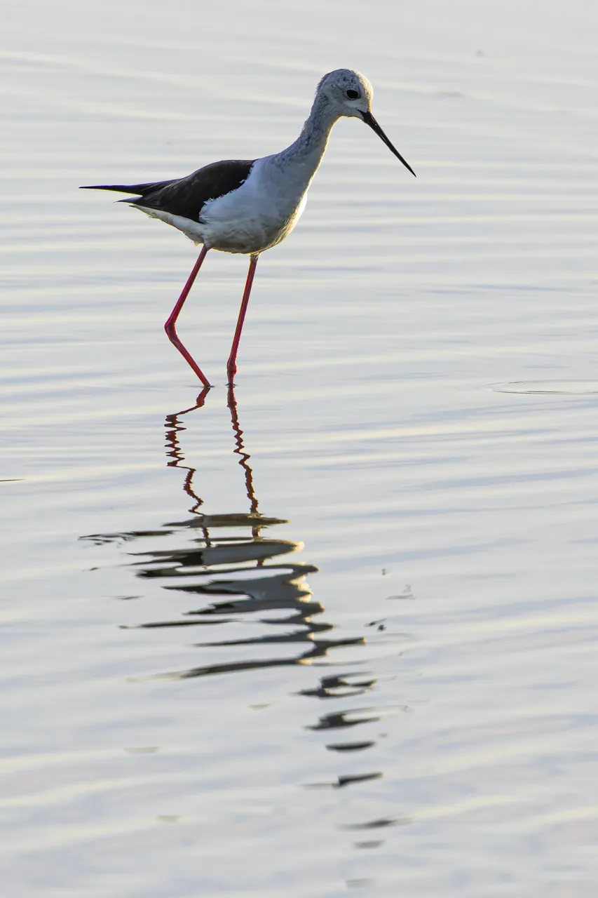Reserve Ornithologique du Teich et alentours - Photo n°24