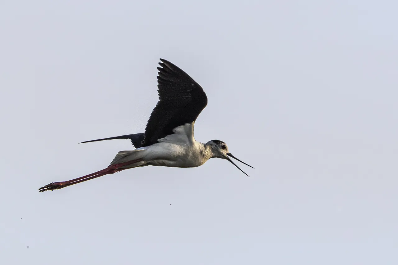 Reserve Ornithologique du Teich et alentours - Photo n°25