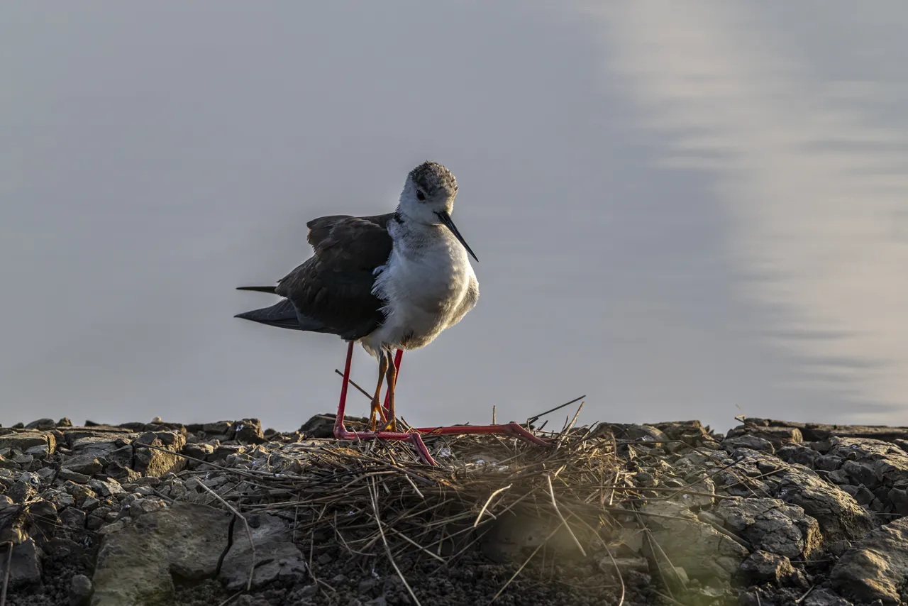 Reserve Ornithologique du Teich et alentours - Photo n°26
