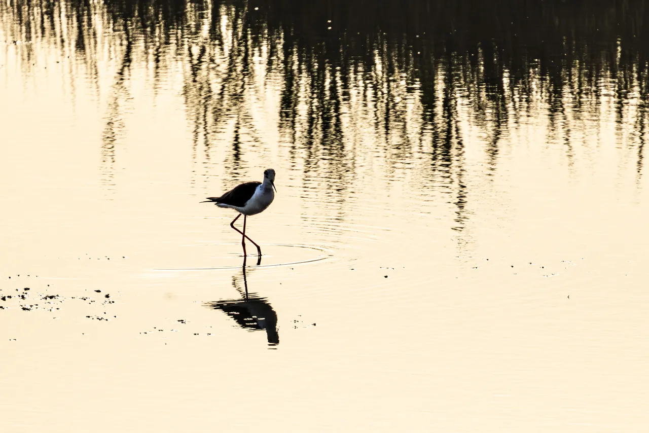 Reserve Ornithologique du Teich et alentours - Photo n°27