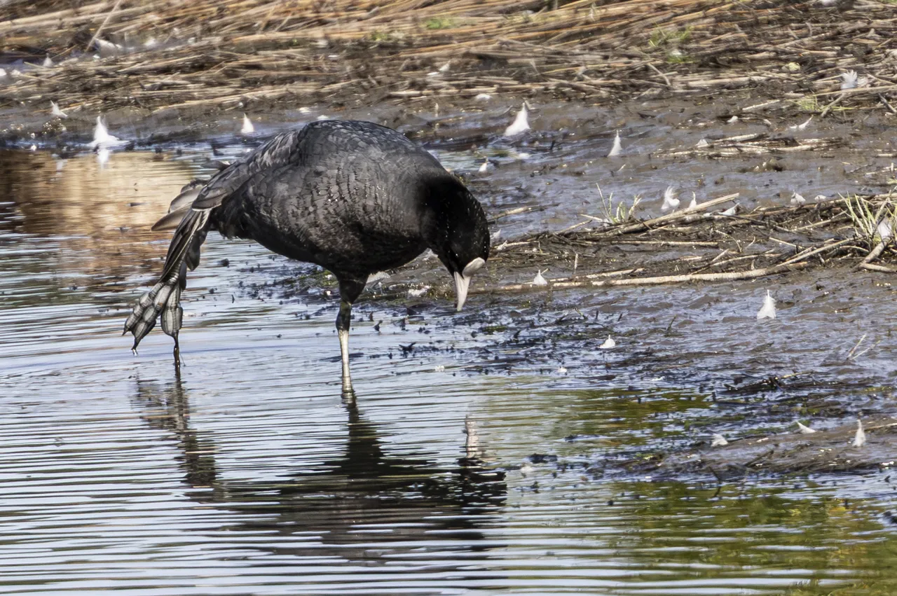 Reserve Ornithologique du Teich et alentours - Photo n°31