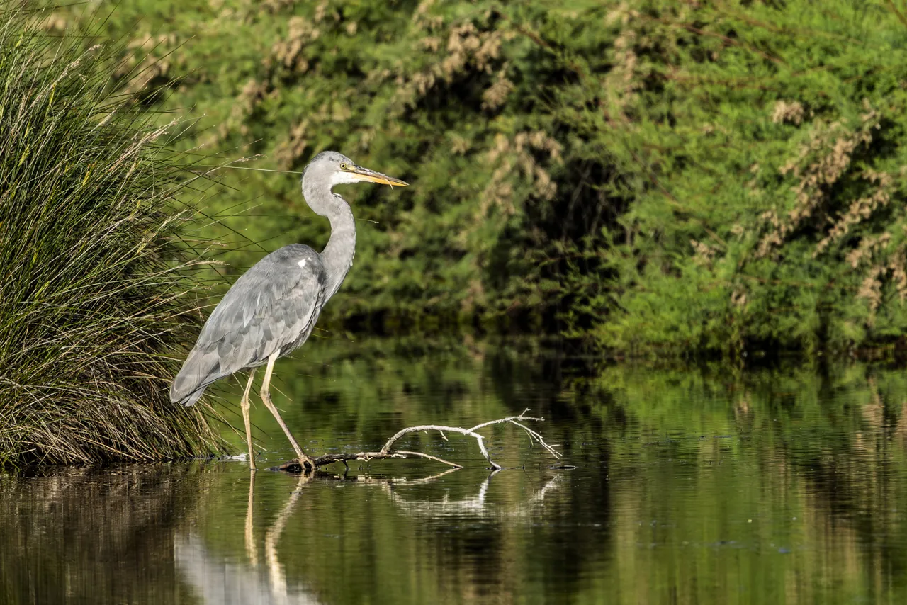 Reserve Ornithologique du Teich et alentours - Photo n°33