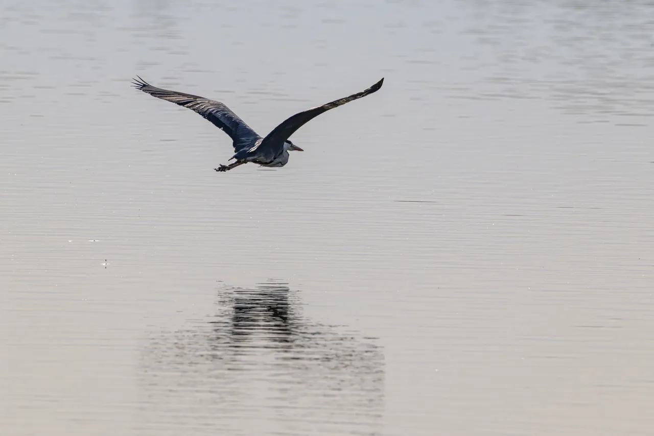 Reserve Ornithologique du Teich et alentours - Photo n°34