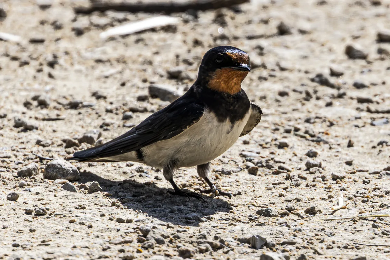 Reserve Ornithologique du Teich et alentours - Photo n°36