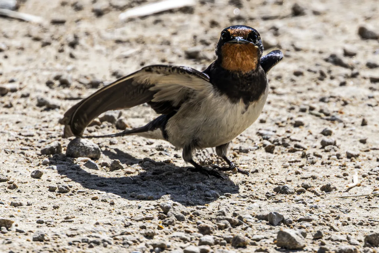 Reserve Ornithologique du Teich et alentours - Photo n°37