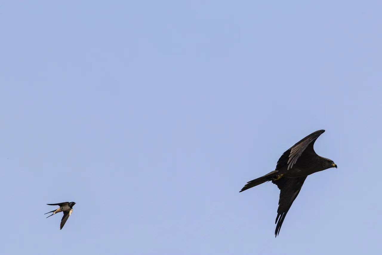 Reserve Ornithologique du Teich et alentours - Photo n°41