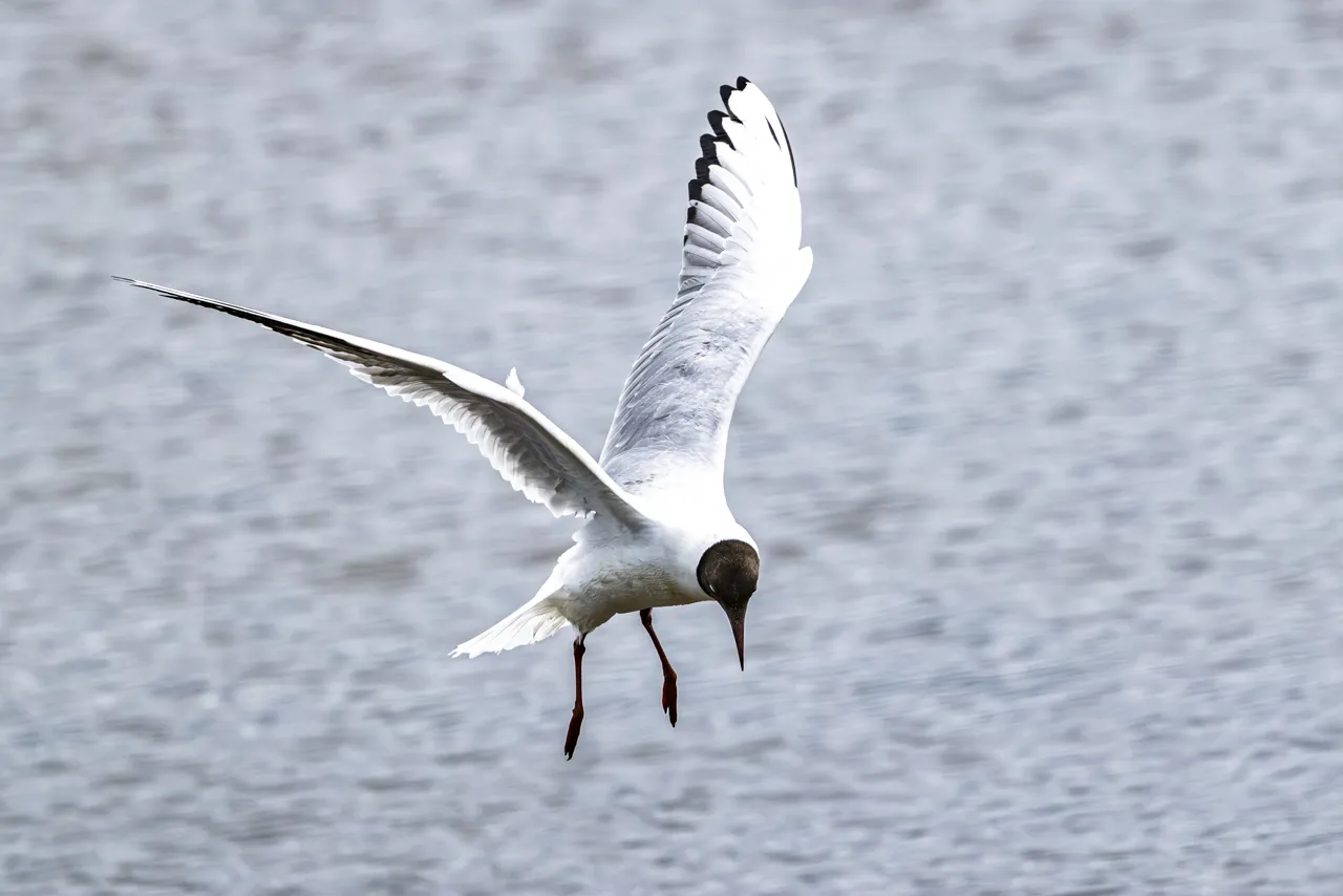 Reserve Ornithologique du Teich et alentours - Photo n°46