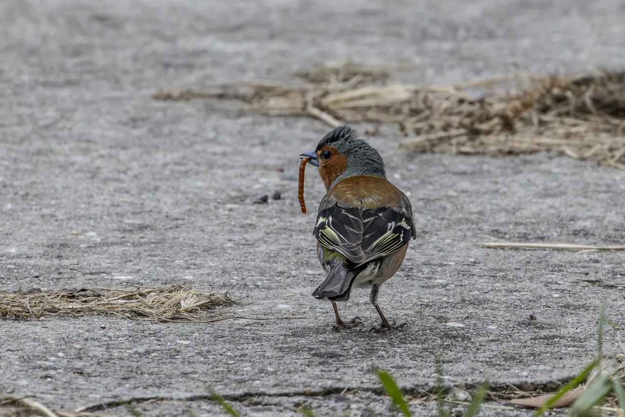 Reserve Ornithologique du Teich et alentours - Photo n°51