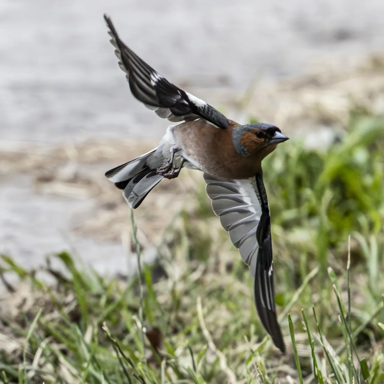Reserve Ornithologique du Teich et alentours - Photo n°52