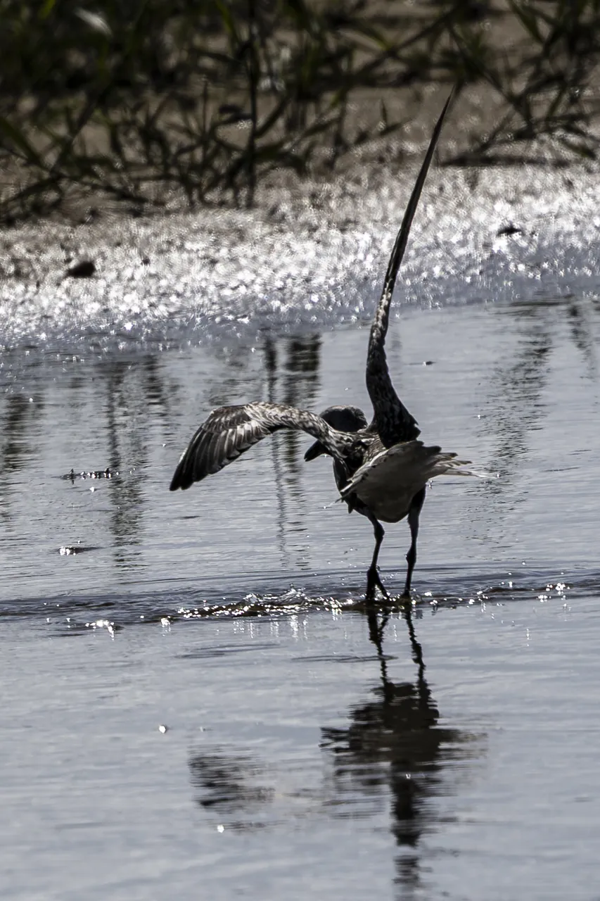Reserve Ornithologique du Teich et alentours - Photo n°55