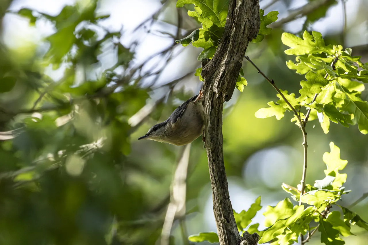Reserve Ornithologique du Teich et alentours - Photo n°60