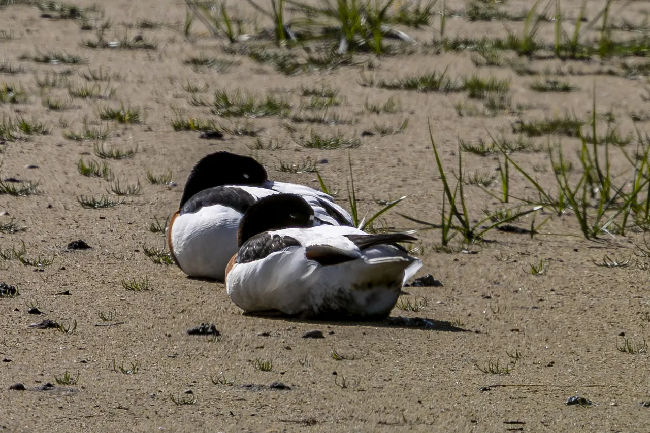 Reserve Ornithologique du Teich et alentours - Photo n°61