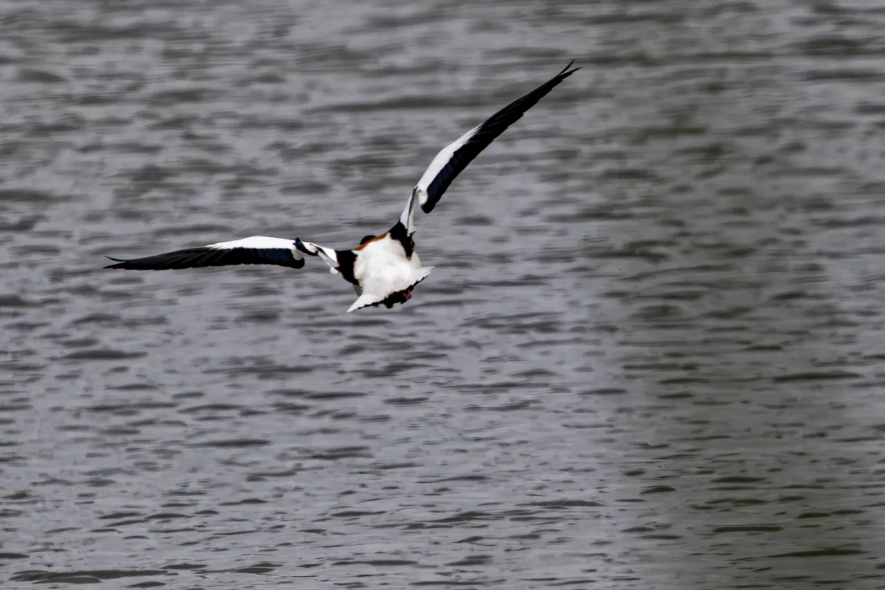 Reserve Ornithologique du Teich et alentours - Photo n°62