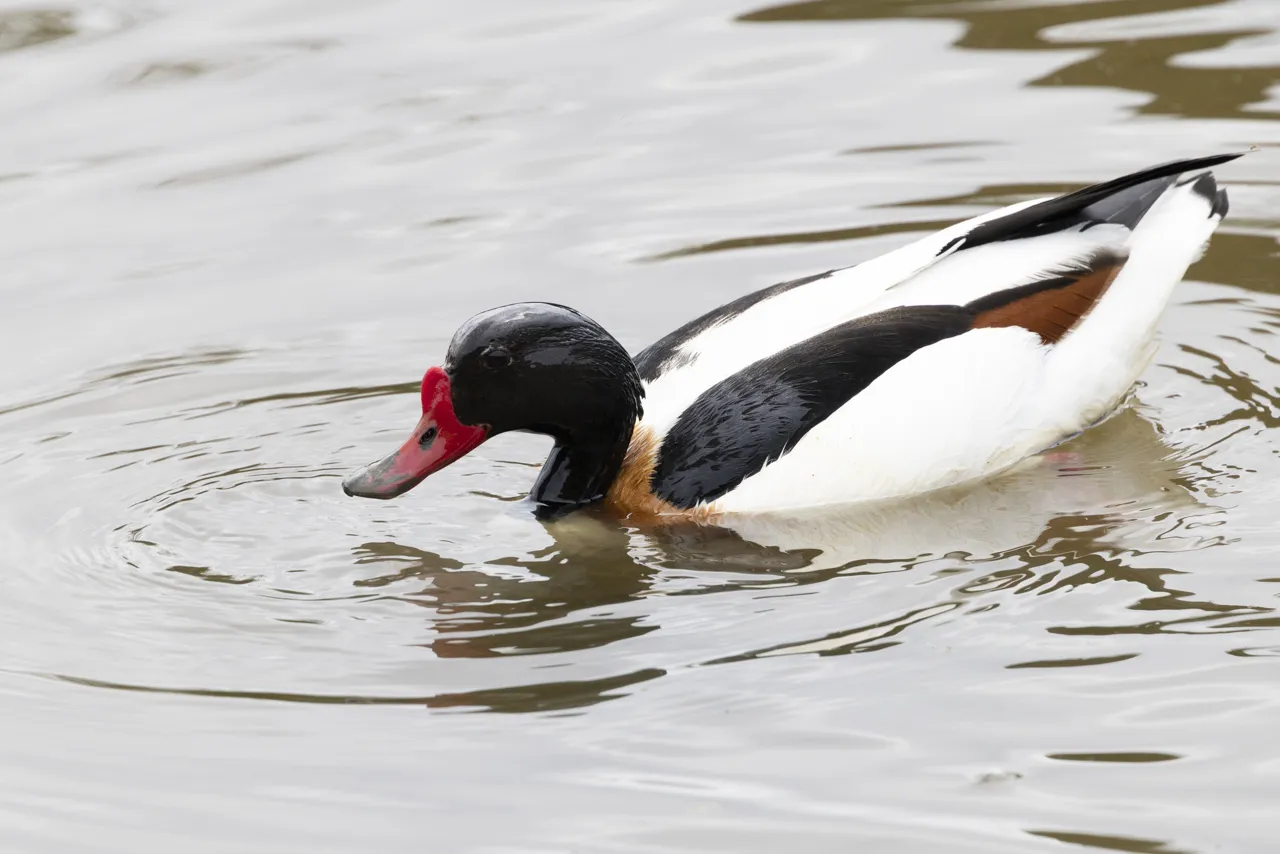 Reserve Ornithologique du Teich et alentours - Photo n°63