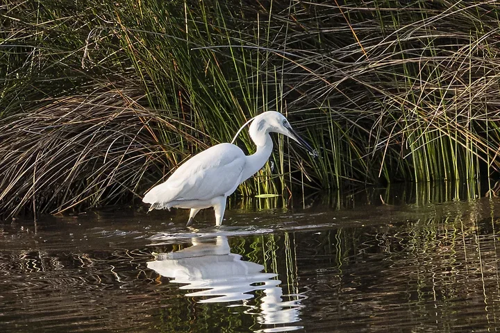Reserve Ornithologique du Teich et alentours - Photo n°1