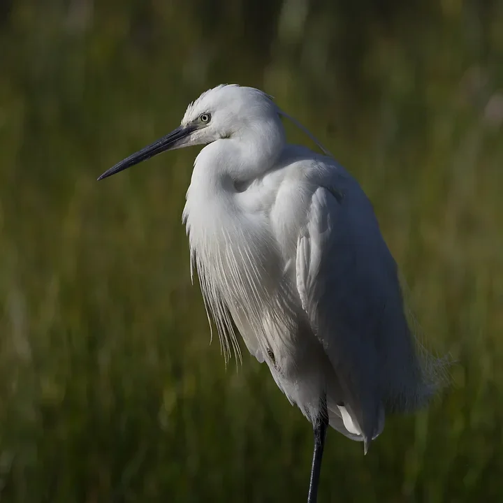 Reserve Ornithologique du Teich et alentours - Photo n°2