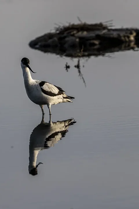 Reserve Ornithologique du Teich et alentours - Photo n°3