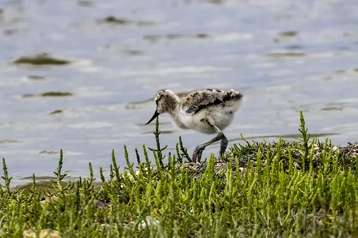 Reserve Ornithologique du Teich et alentours - Photo n°4