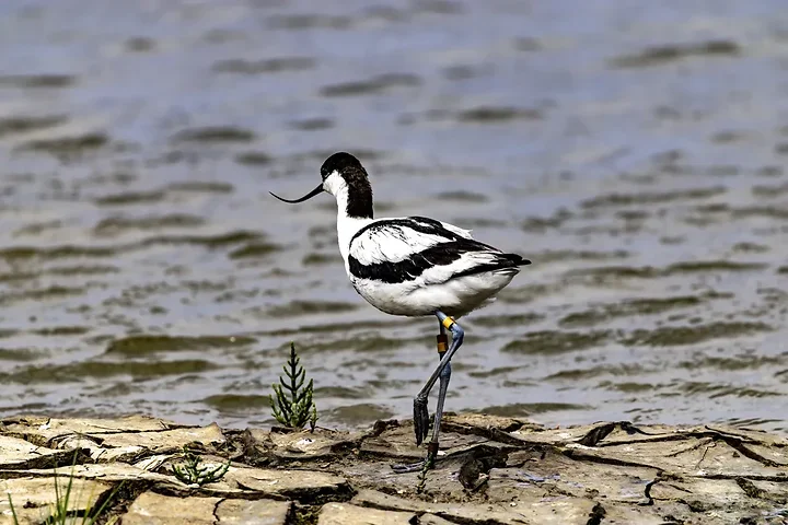 Reserve Ornithologique du Teich et alentours - Photo n°5