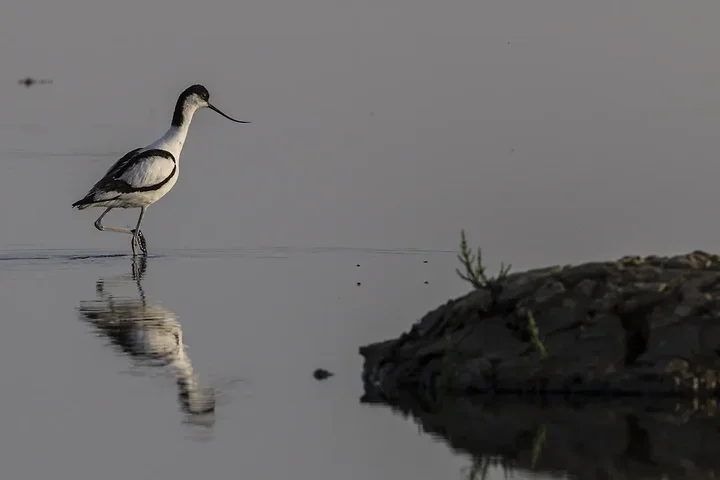 Reserve Ornithologique du Teich et alentours - Photo n°6