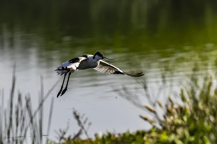 Reserve Ornithologique du Teich et alentours - Photo n°7