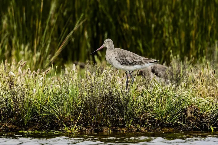 Reserve Ornithologique du Teich et alentours - Photo n°8