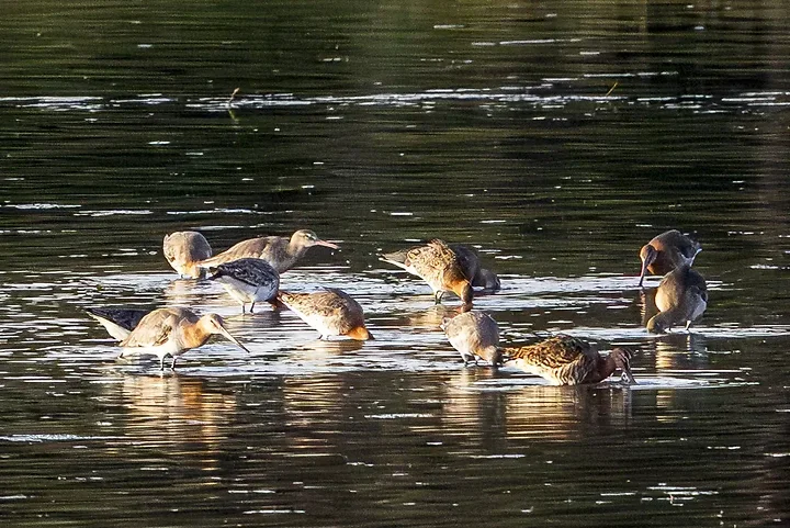Reserve Ornithologique du Teich et alentours - Photo n°9