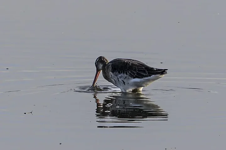 Reserve Ornithologique du Teich et alentours - Photo n°10