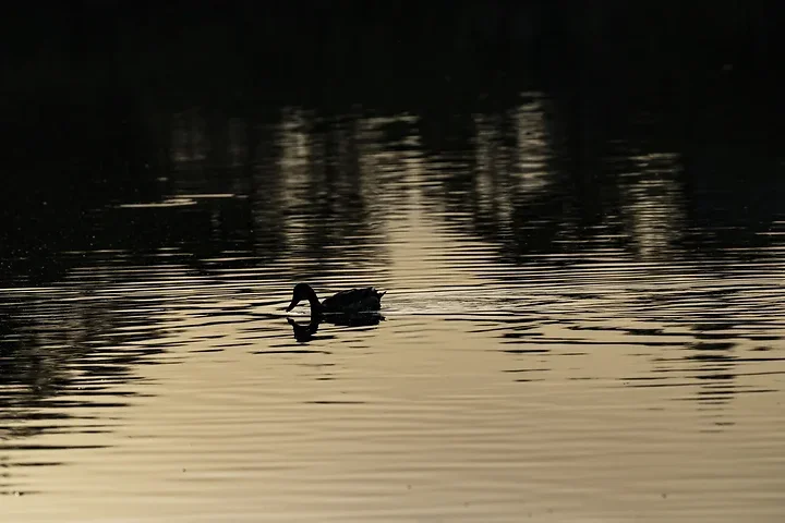 Reserve Ornithologique du Teich et alentours - Photo n°13