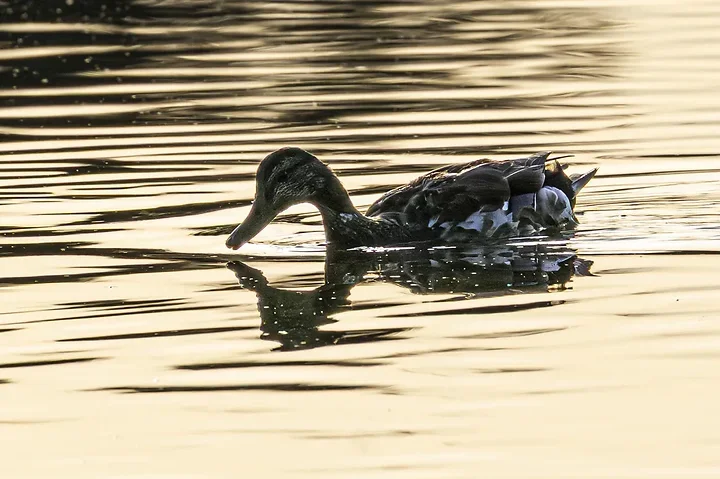Reserve Ornithologique du Teich et alentours - Photo n°14